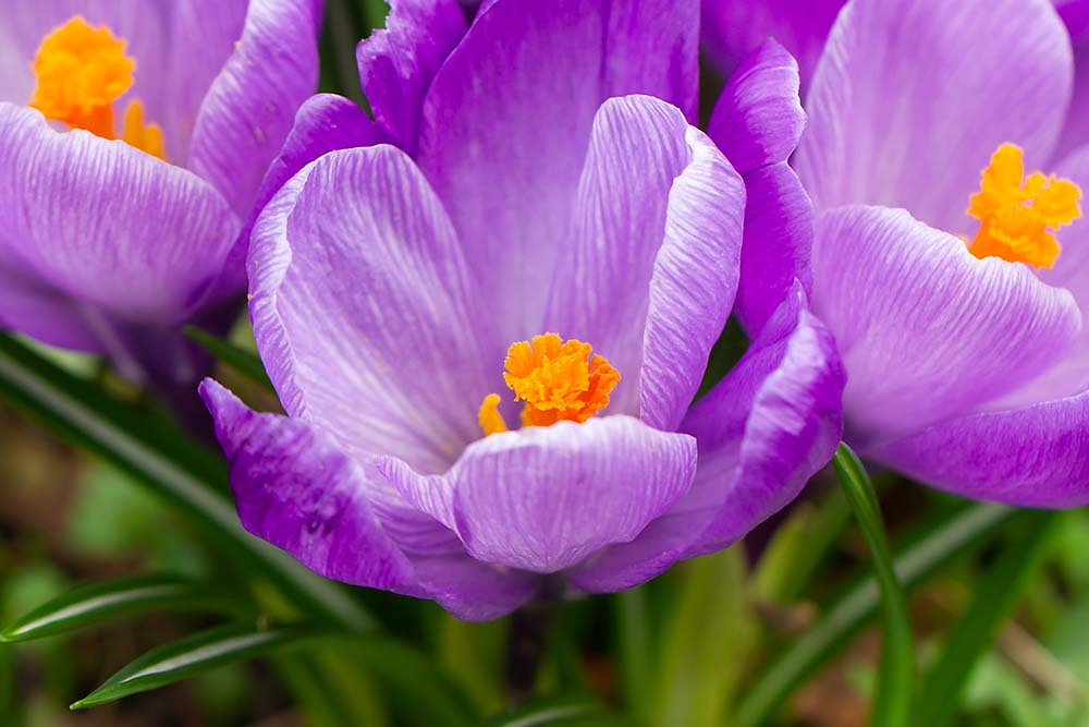 bloemen fotograaf enkhuizen