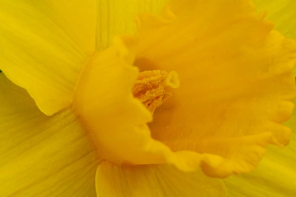 bloemen fotograaf enkhuizen