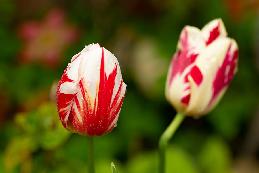 bloemen fotograaf enkhuizen