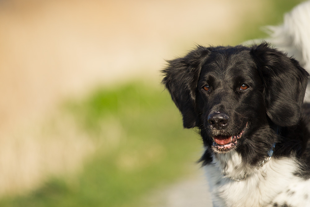 dieren fotograaf noord holland