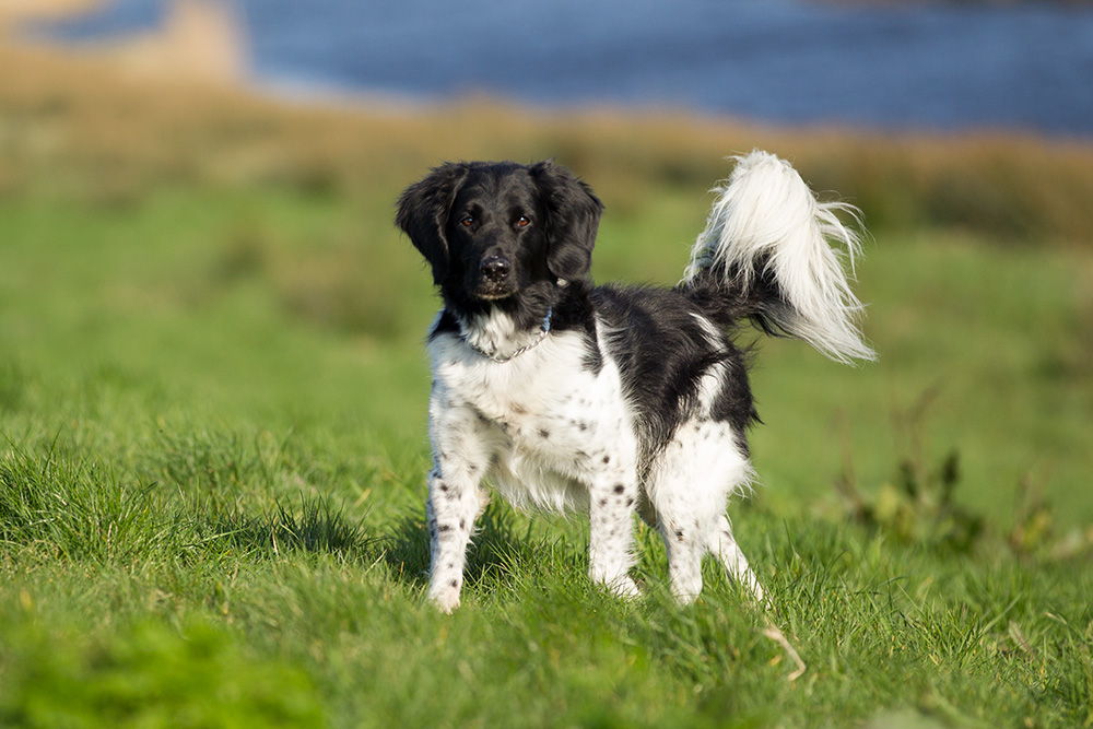 dieren fotograaf noord holland